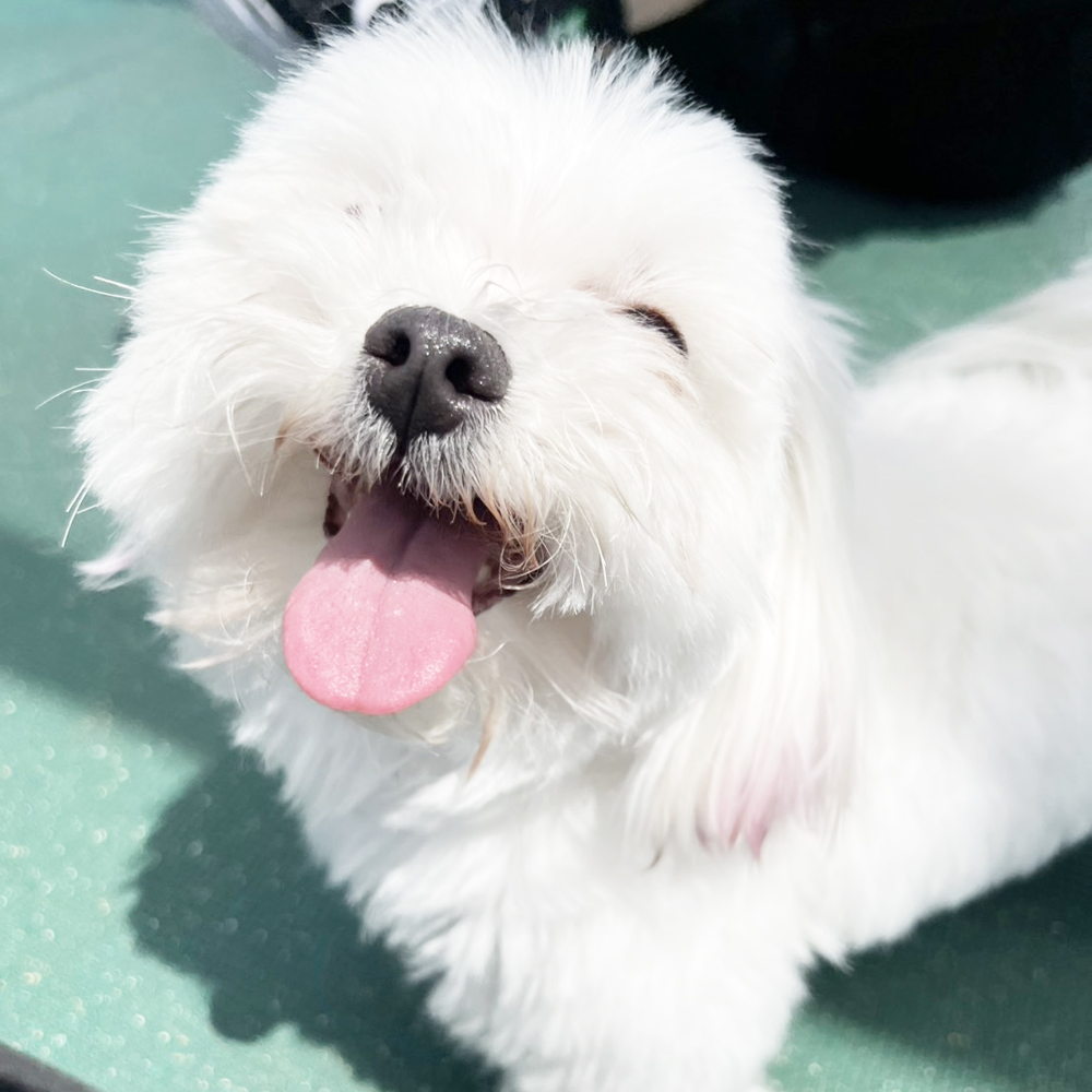 生徒が撮影したモデル犬写真♪②